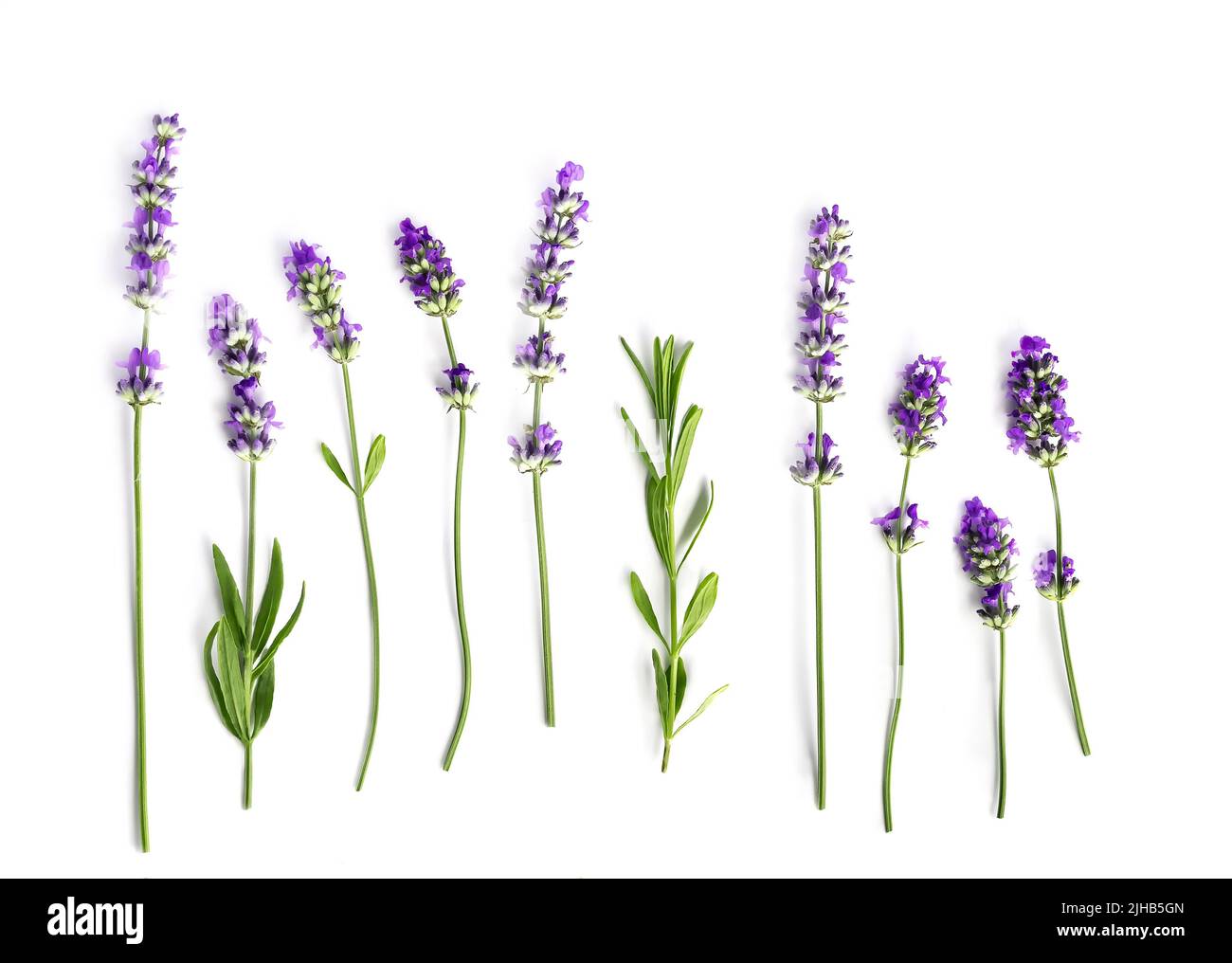Lavender flowers set isolated on a white background Stock Photo - Alamy