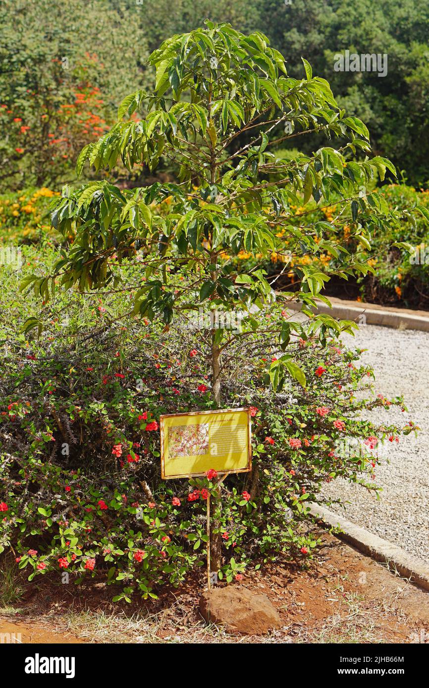 Nairobi, Kenya July 10, 2017 Coffee berries plant farming in 1900 at