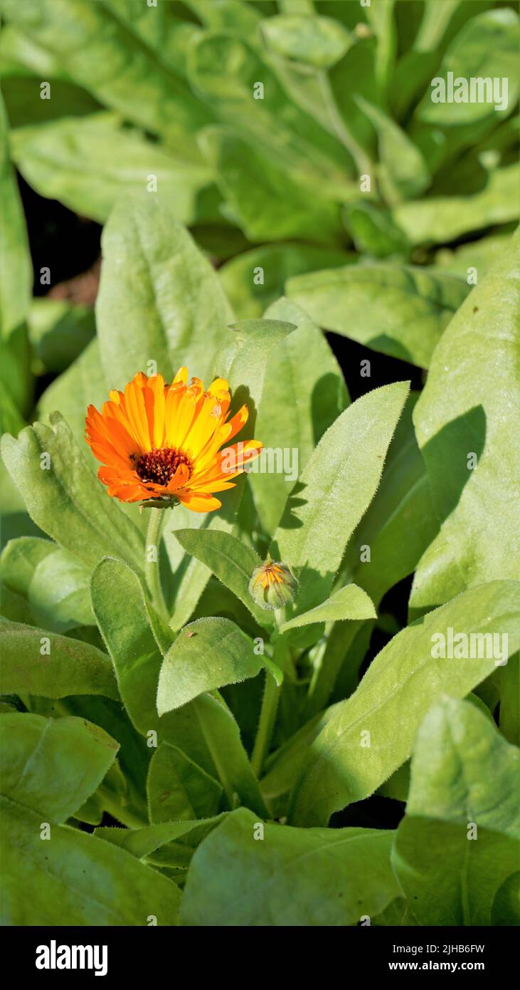 Beautiful flowers of Calendula officinalis in nursery Garden. Also known as Garden Marigold, Red calliandra etc. Groundcover green plant. Stock Photo