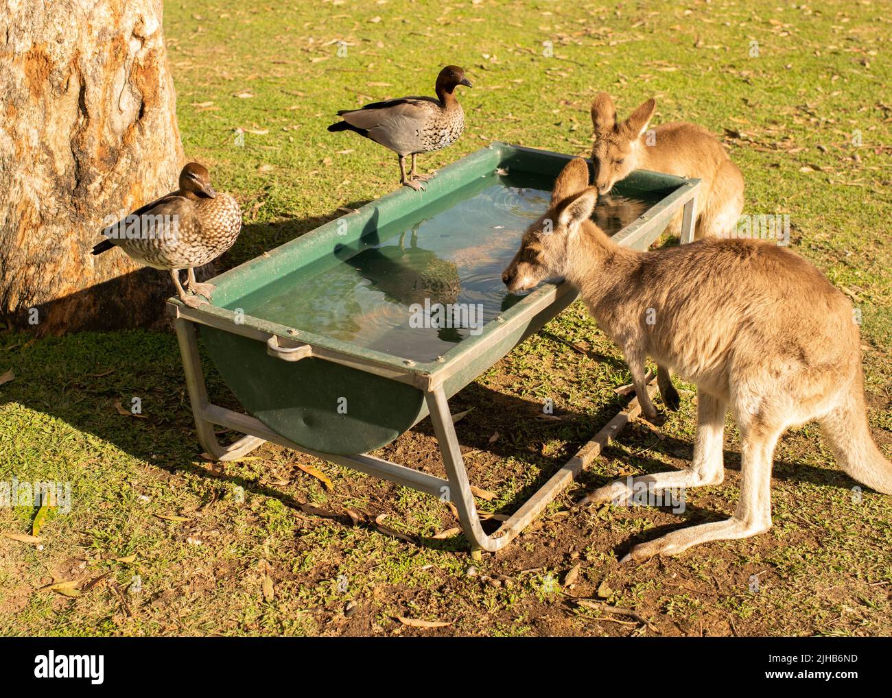 Two fluffy kangaroos drinking water and two ducks perched on a