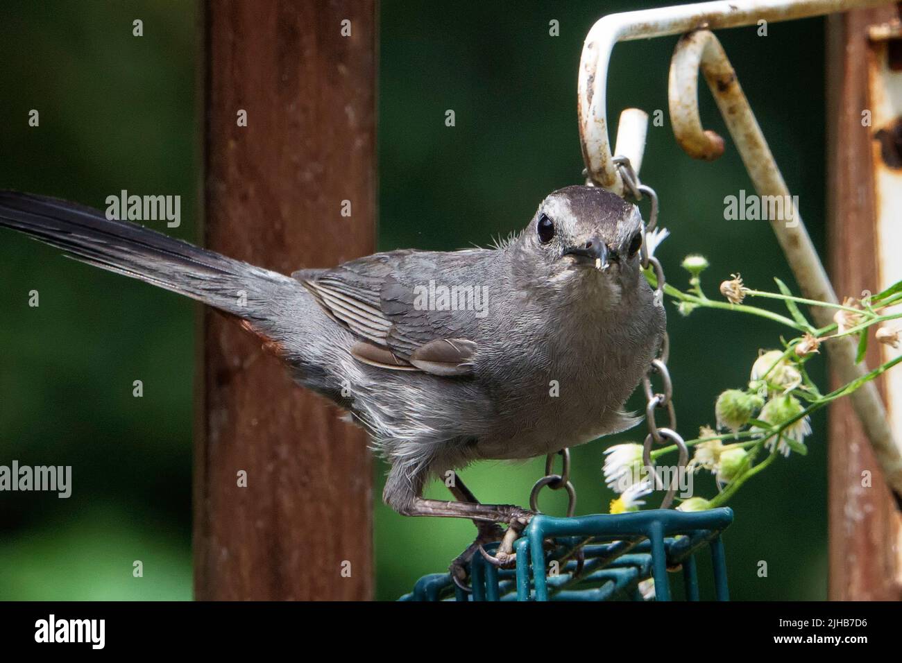 Gray Catbird on the garden suet feeder Stock Photo Alamy