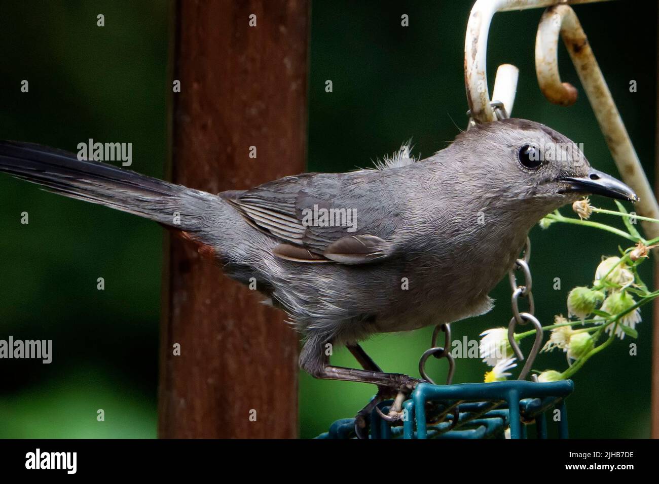 Gray Catbird on the garden suet feeder Stock Photo Alamy