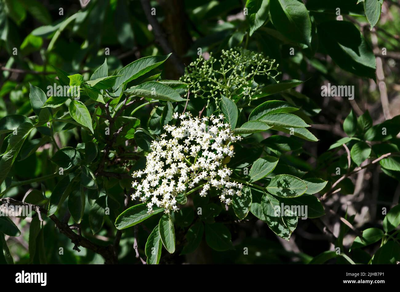 Twig blossomed Sambucus nigra or elderberry in the spring garden, Sofia, Bulgaria Stock Photo