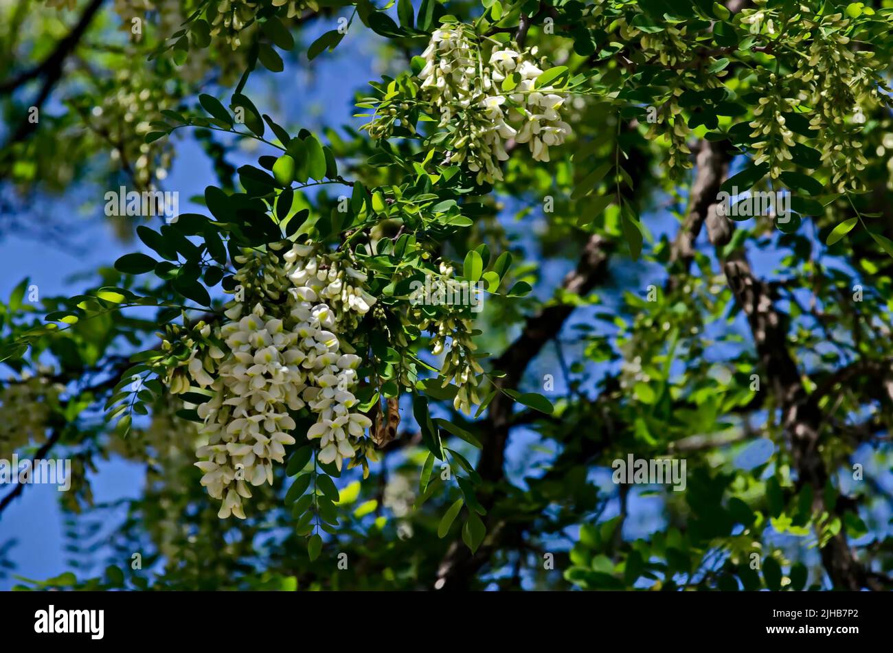 Branch with fresh bloom  of acacia-tree or Common locust flower in park, Sofia, Bulgaria Stock Photo
