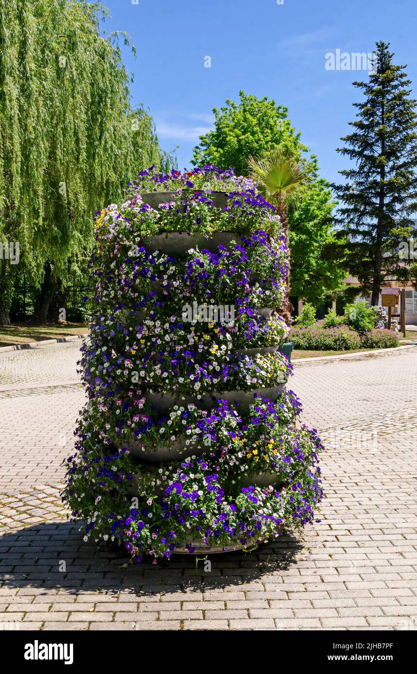 A corner in the park with trees and a tower overgrown with a mixture of purple, yellow, pink and white violets, Altai violet or purple flower, Sofia, Stock Photo