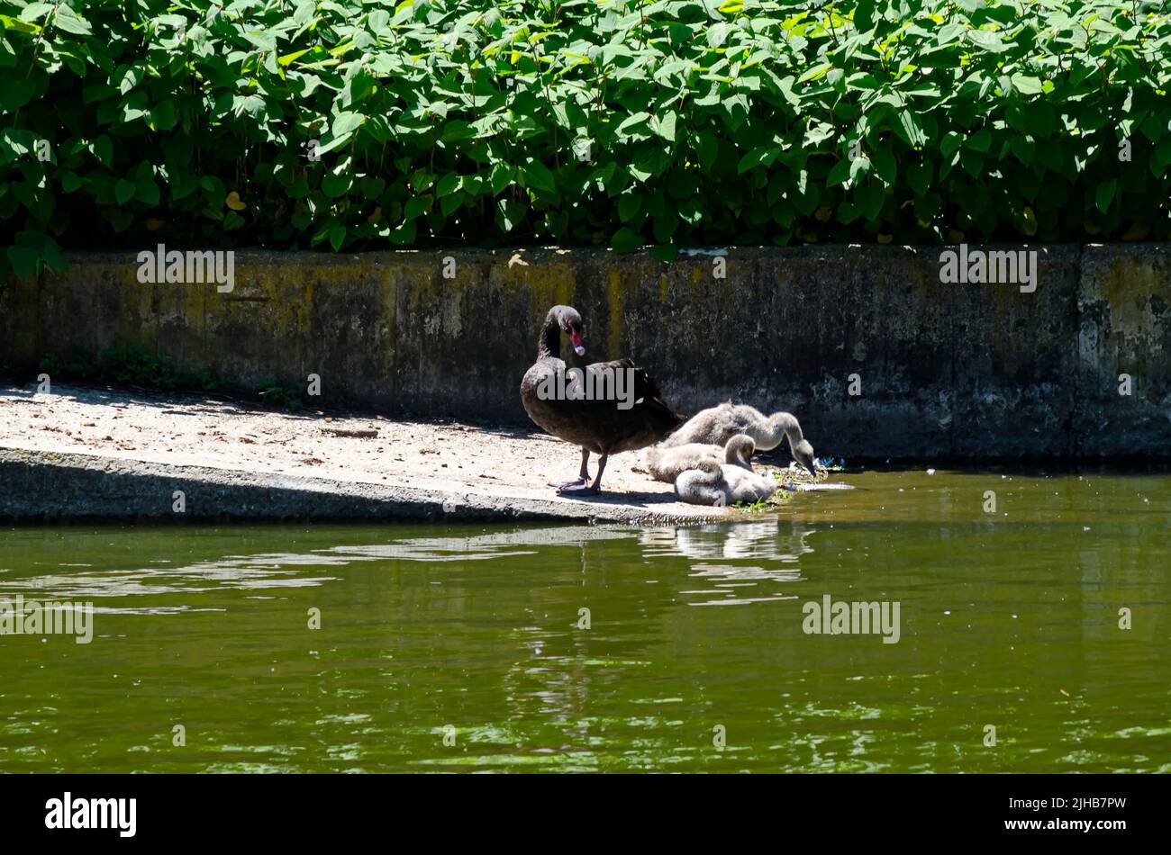 A black swan with her ducklings is enjoying the water from swimming in Lake Sofia, Bulgaria Stock Photo