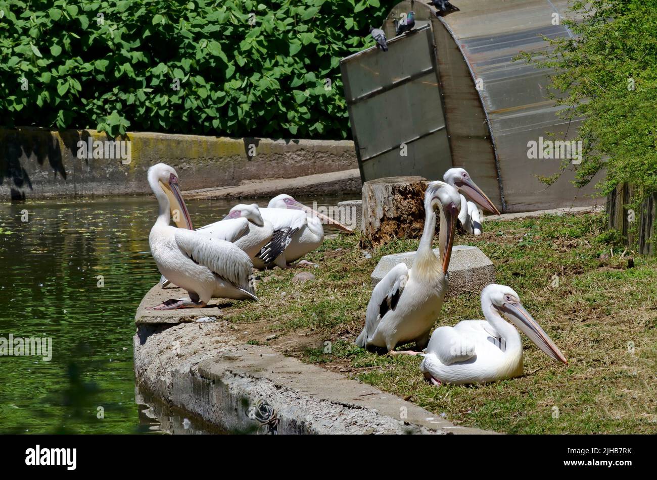 Pelicans or Pelecanus onocrotalus rest  at shore lake, Sofia, Bulgaria Stock Photo