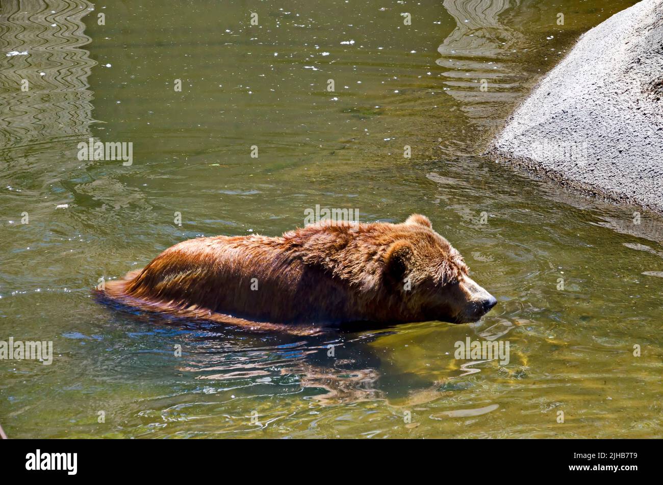 A wet wild brown bear, racoon or Procyon lotor cools off in the water of a lake, Sofia, Bulgaria Stock Photo