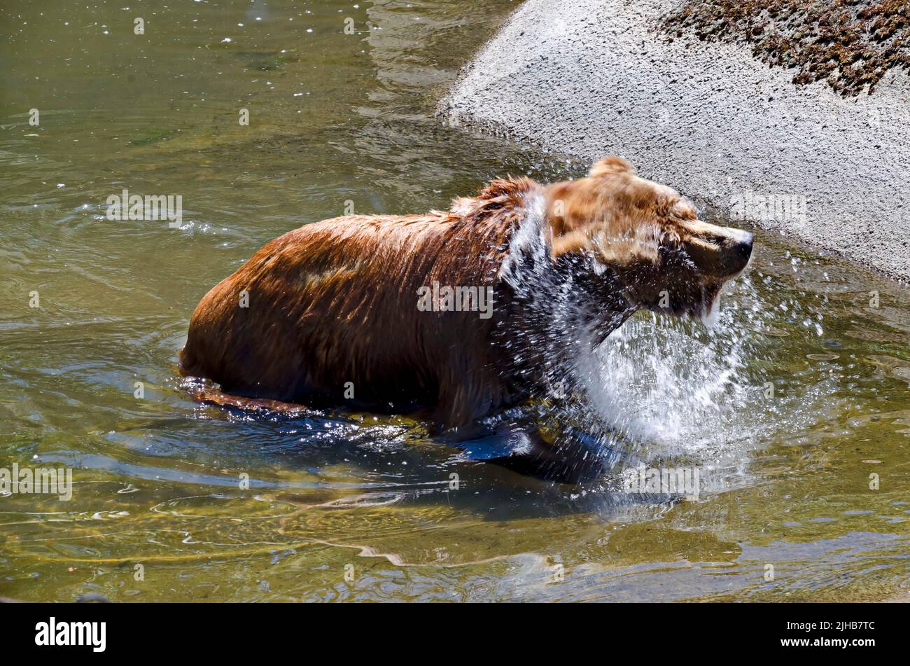 A wet wild brown raccoon or  Procyon lotor comes out of the water on a lake, Sofia, Bulgaria Stock Photo