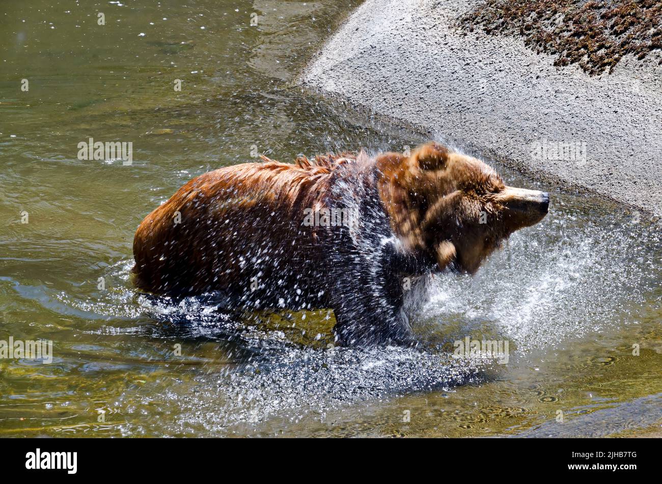 A wet wild brown raccoon or  Procyon lotor comes out of the water on a lake, Sofia, Bulgaria Stock Photo