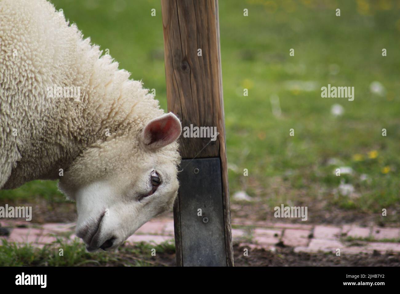 stubborn sheep Stock Photo