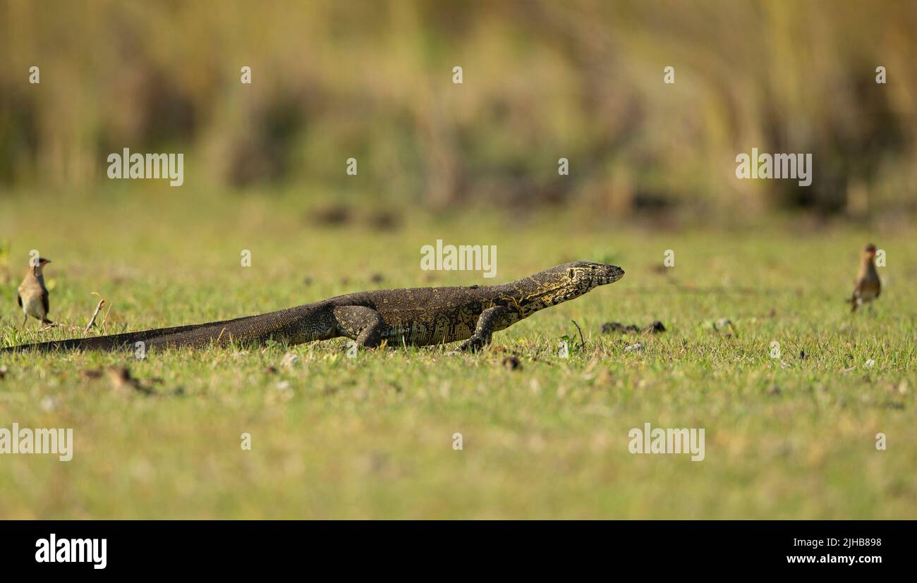 Water monitor Lizard (Varanus salvator) Stock Photo