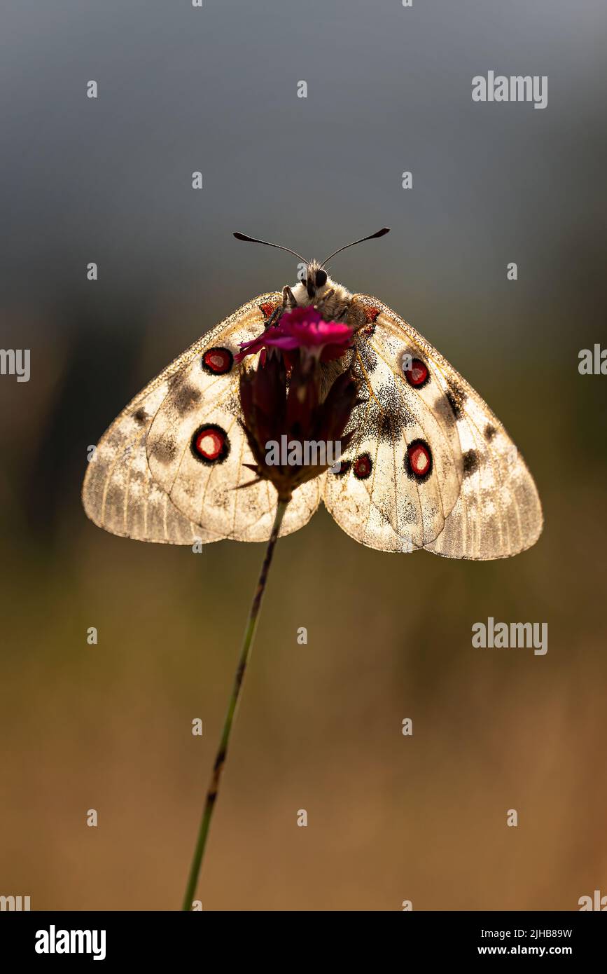 Apollo Butterfly Stock Photo