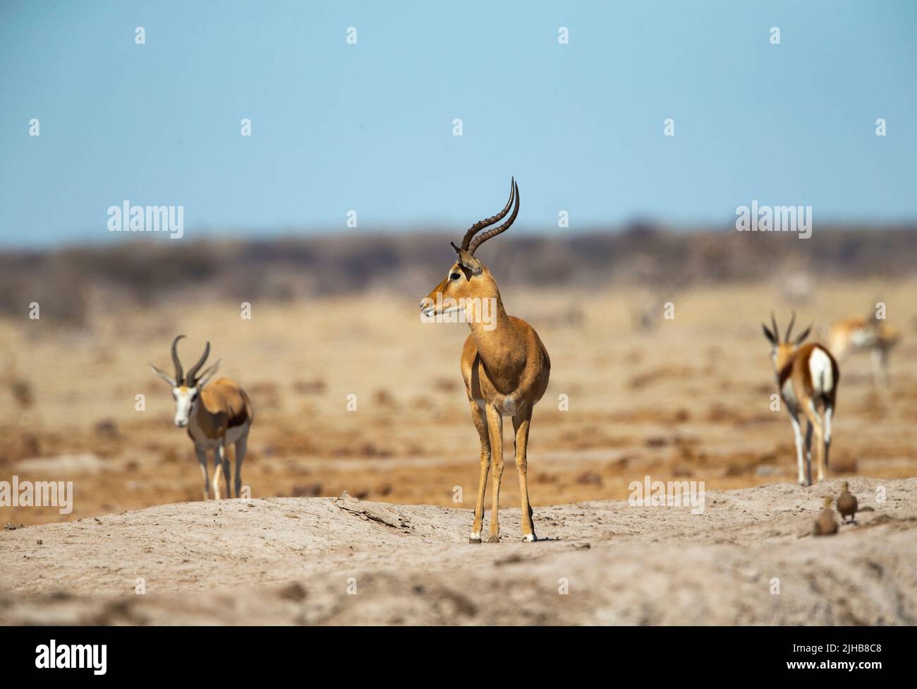 Adult impala hi-res stock photography and images - Alamy