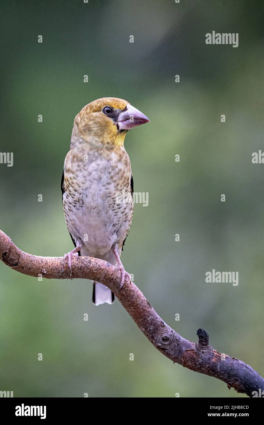 Immature Hawfinch Stock Photo