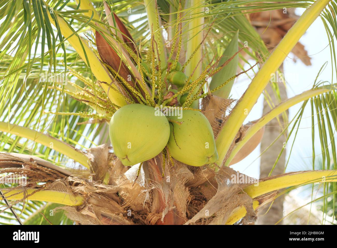 Young coconuts hanging on the tree  Stock Photo