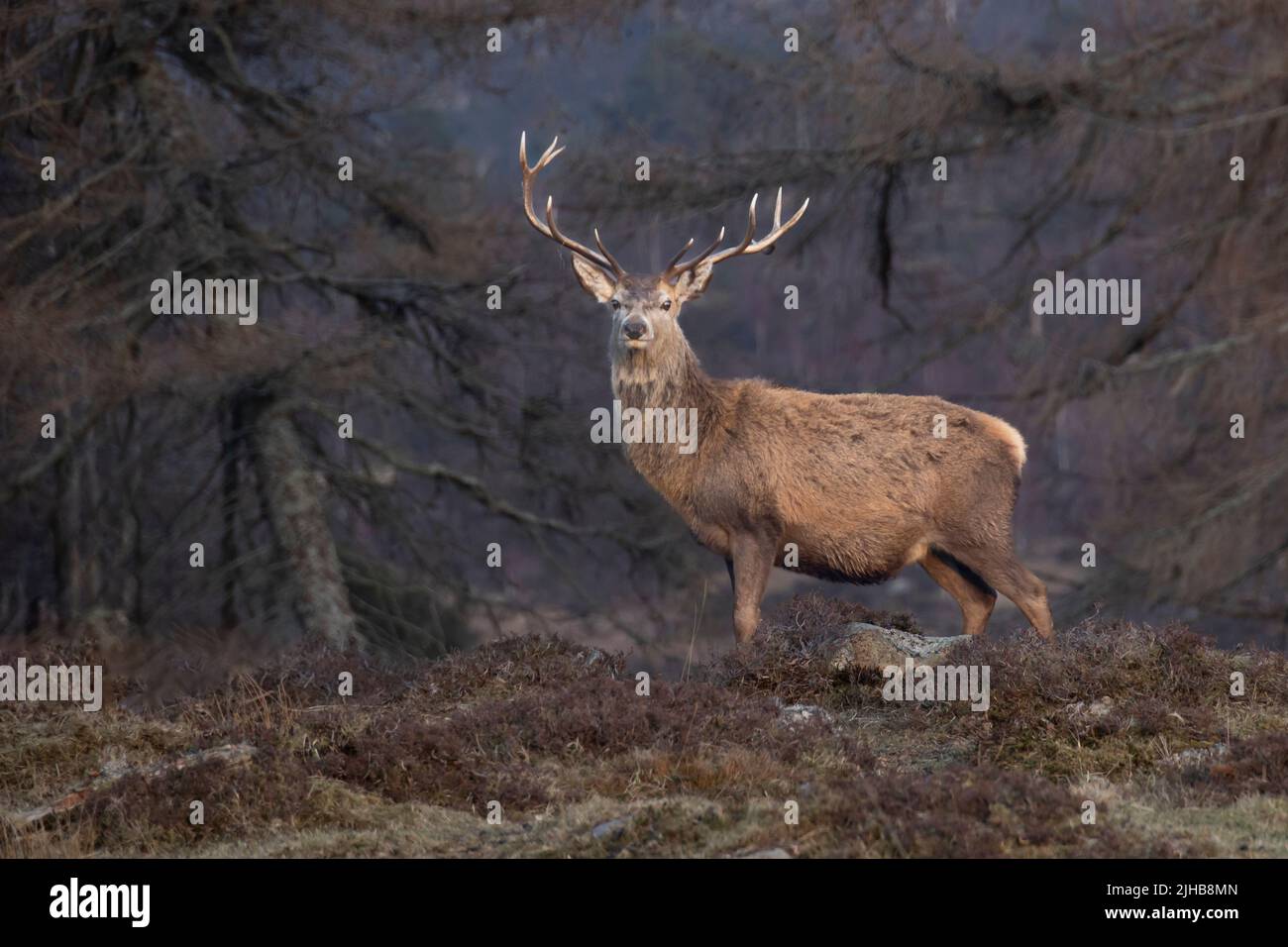Scottish red deer (Cervus elaphus scoticus) Stag after winter in Glen Cannich, Highlands, Scotland Stock Photo