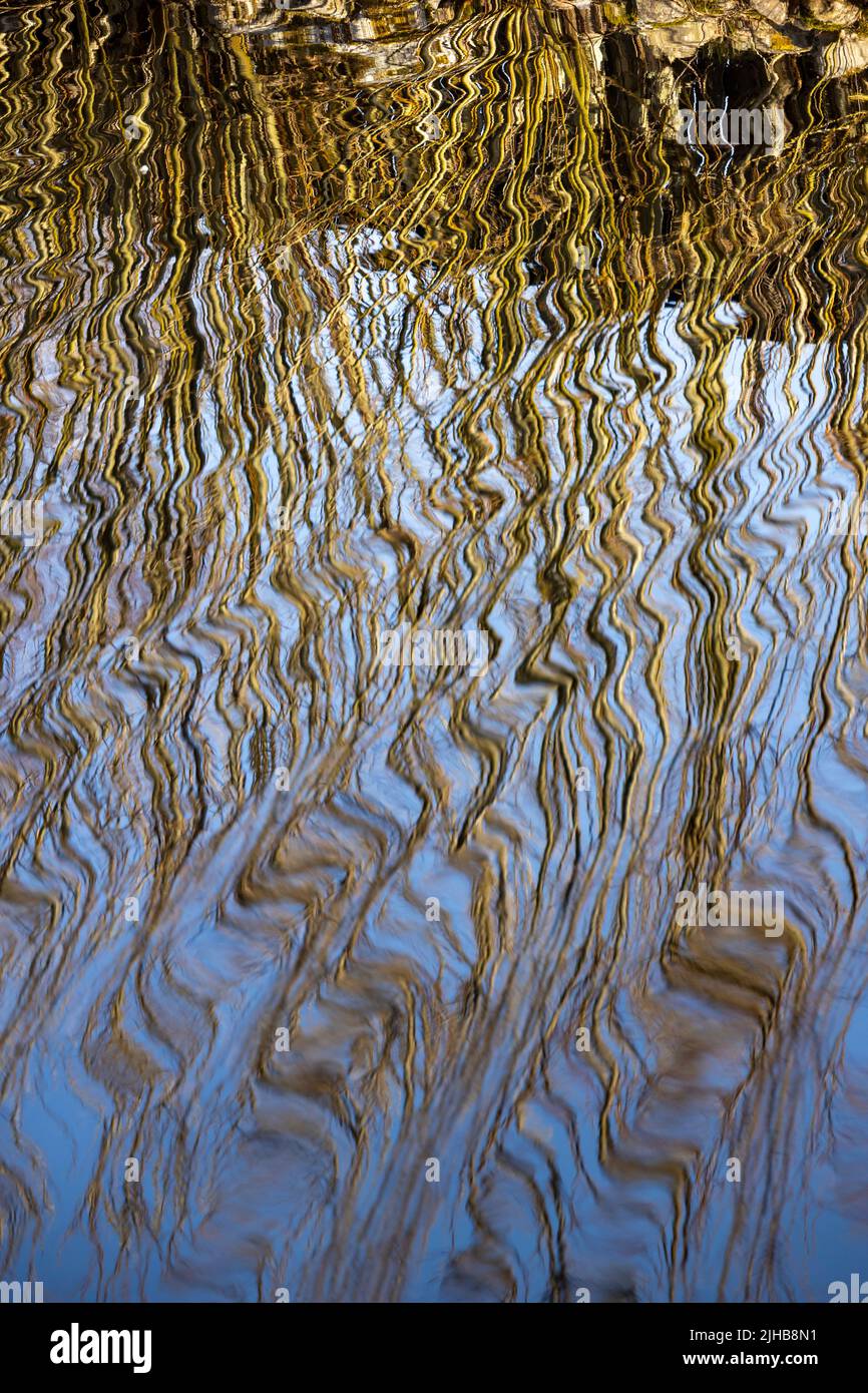 Reflections of twigs in lakeside, Cannich, Scotland, Stock Photo