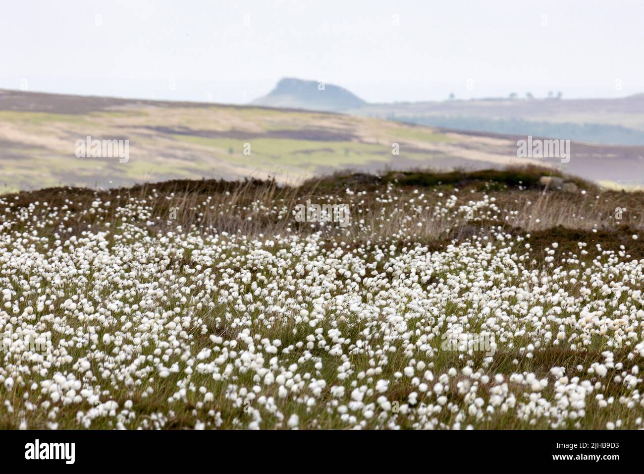 Summer cottongrass, Westerdale, North York Moors with Roseberry Topping in the distance Stock Photo