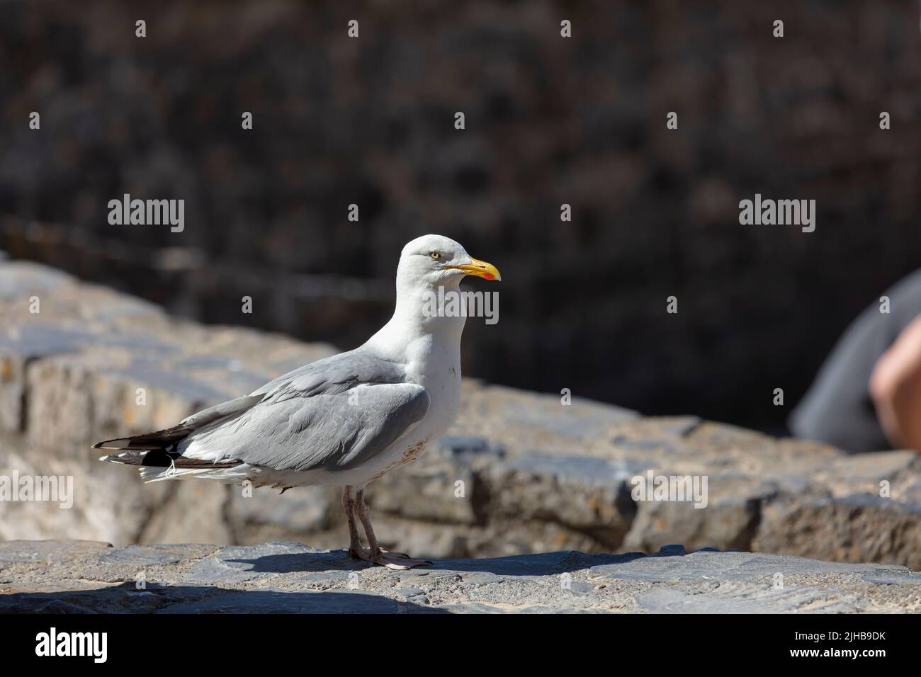 Herring Gull standing on a road Stock Photo
