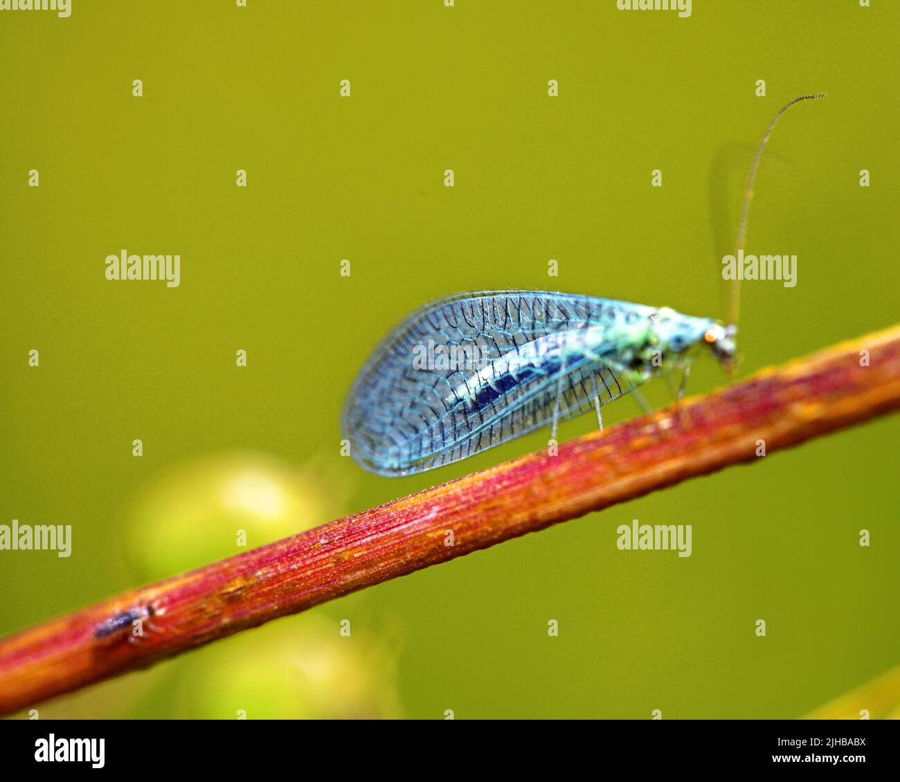 Beautiful Lacewing from order of Neurooptera on a clean branch with transparent wings against light green muted background the wing structure and vein Stock Photo