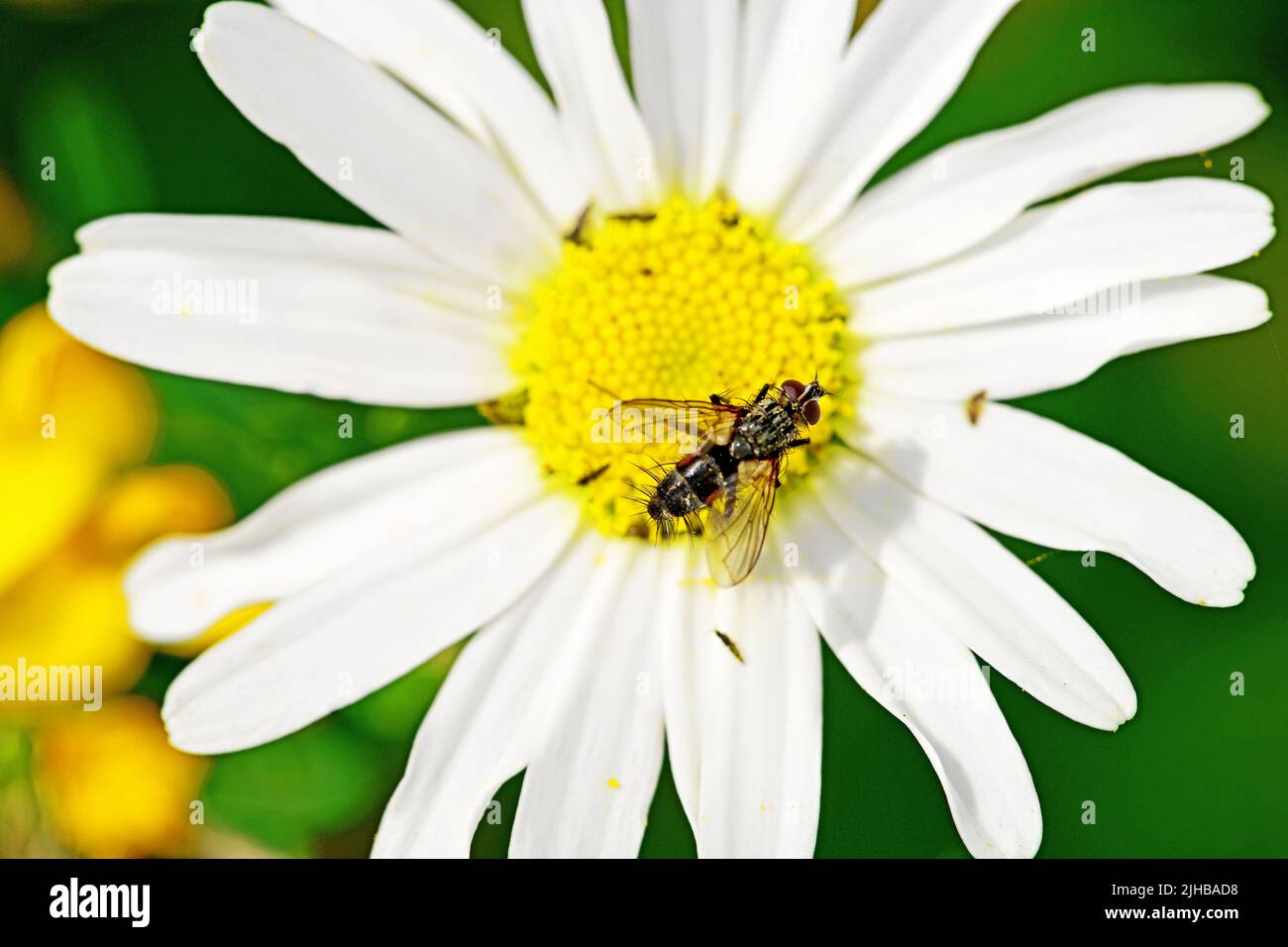 Large hairy fly of the order Diptera perched on a daisy flower against muted green background Stock Photo
