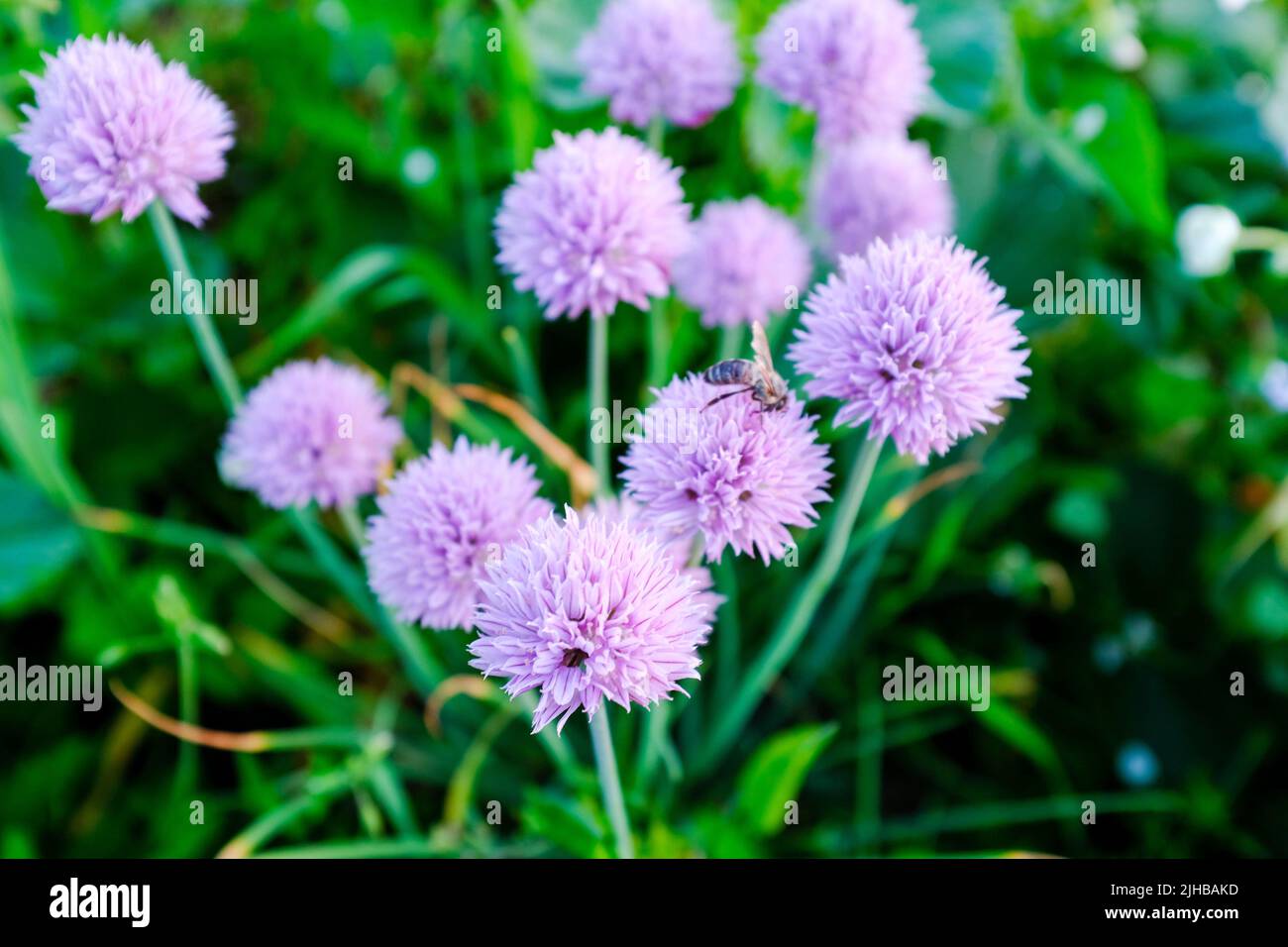 Blossoming herbal chives growing and flowering in a garden. Green background with light purple flowering chives for publication, design, poster Stock Photo