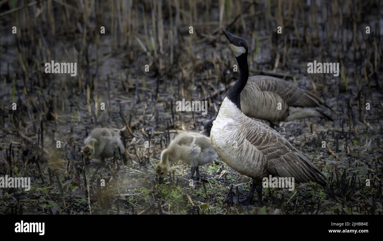 Goose Family Feeding 2 Stock Photo - Alamy