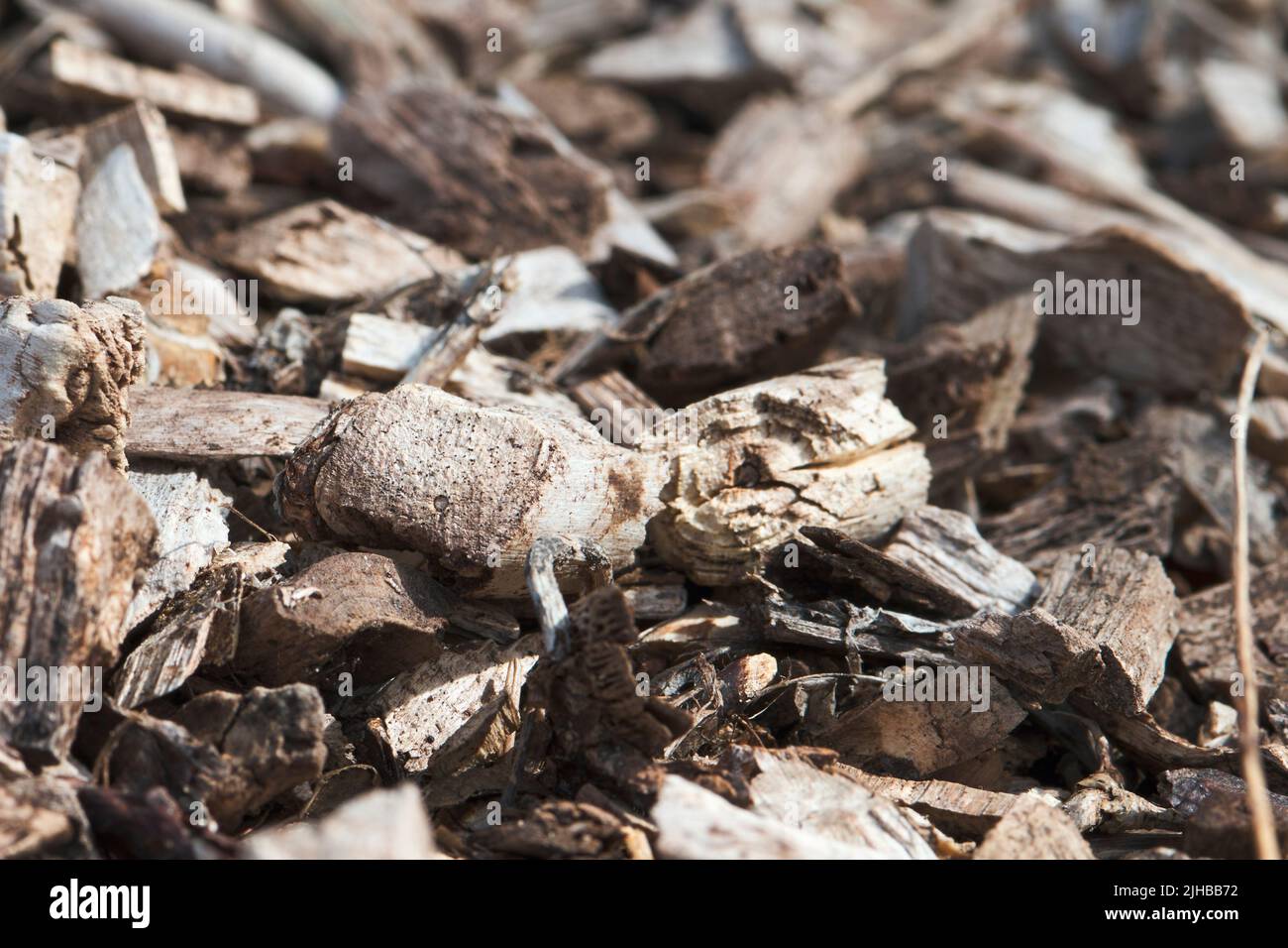 Dired woochip in full sunshine. Wood chip is used for spreading around