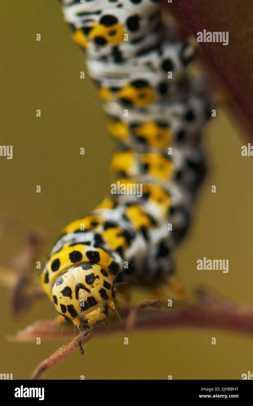 A close-up of a single Mullein moth caterpillar. Stock Photo