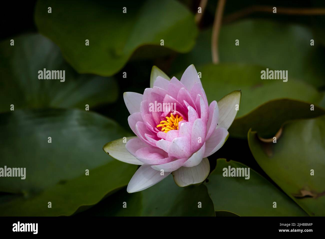 Water lilies . Water lilies are rooted in soil in bodies of water, with