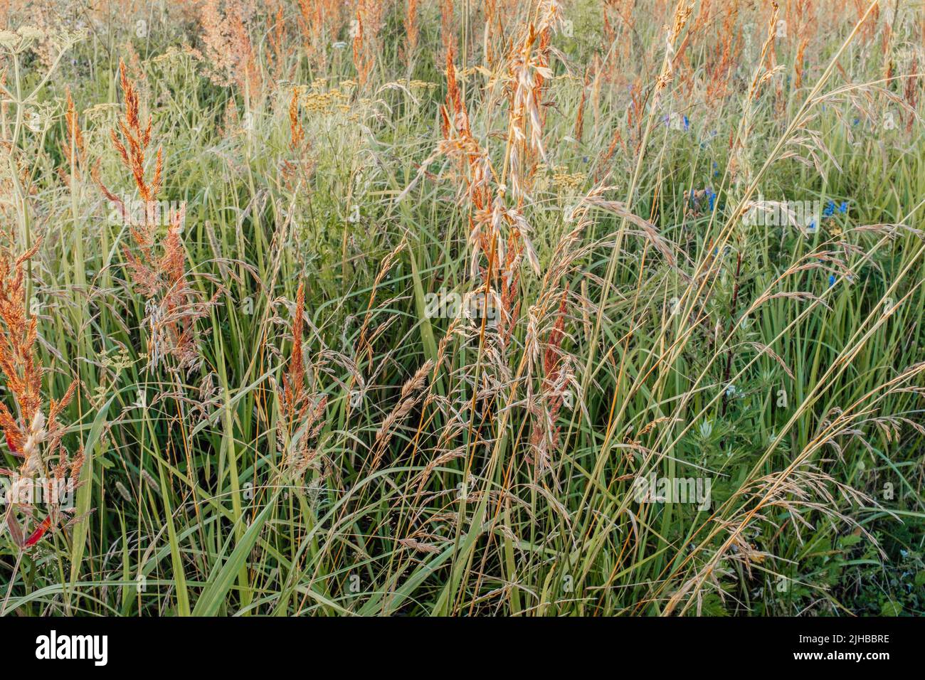 Background of summer grass meadow, selective focus. Multicolor grass field for backdrop. Meadowland texture for publication, design, poster, calendar Stock Photo