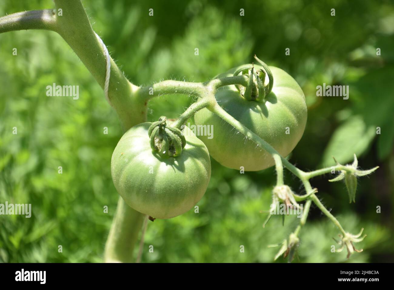 Farm garden with fresh green tomatos hanging on a vine Stock Photo - Alamy