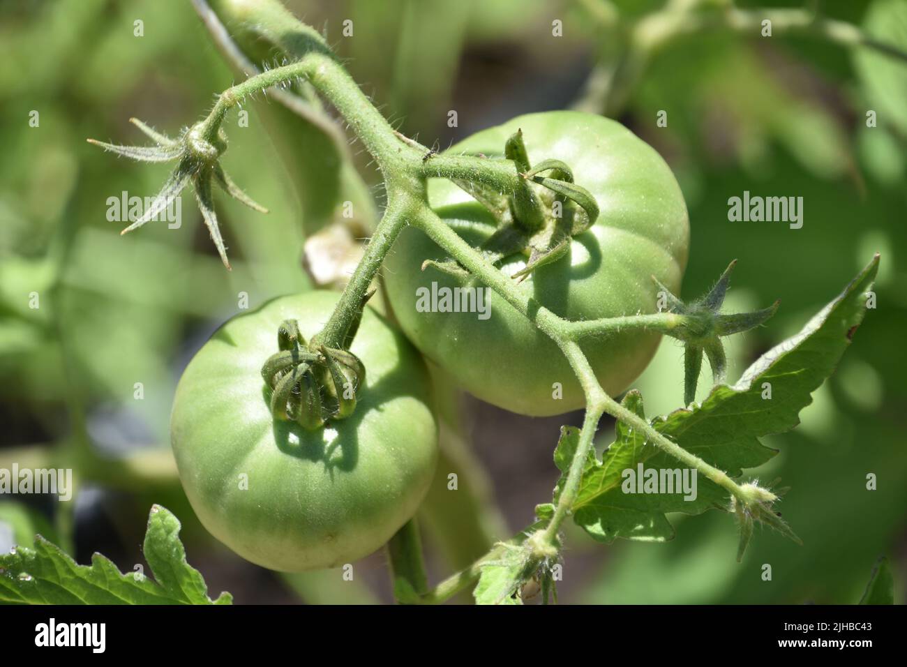 Vegetable garden with a pair of green tomatos on a vine Stock Photo - Alamy
