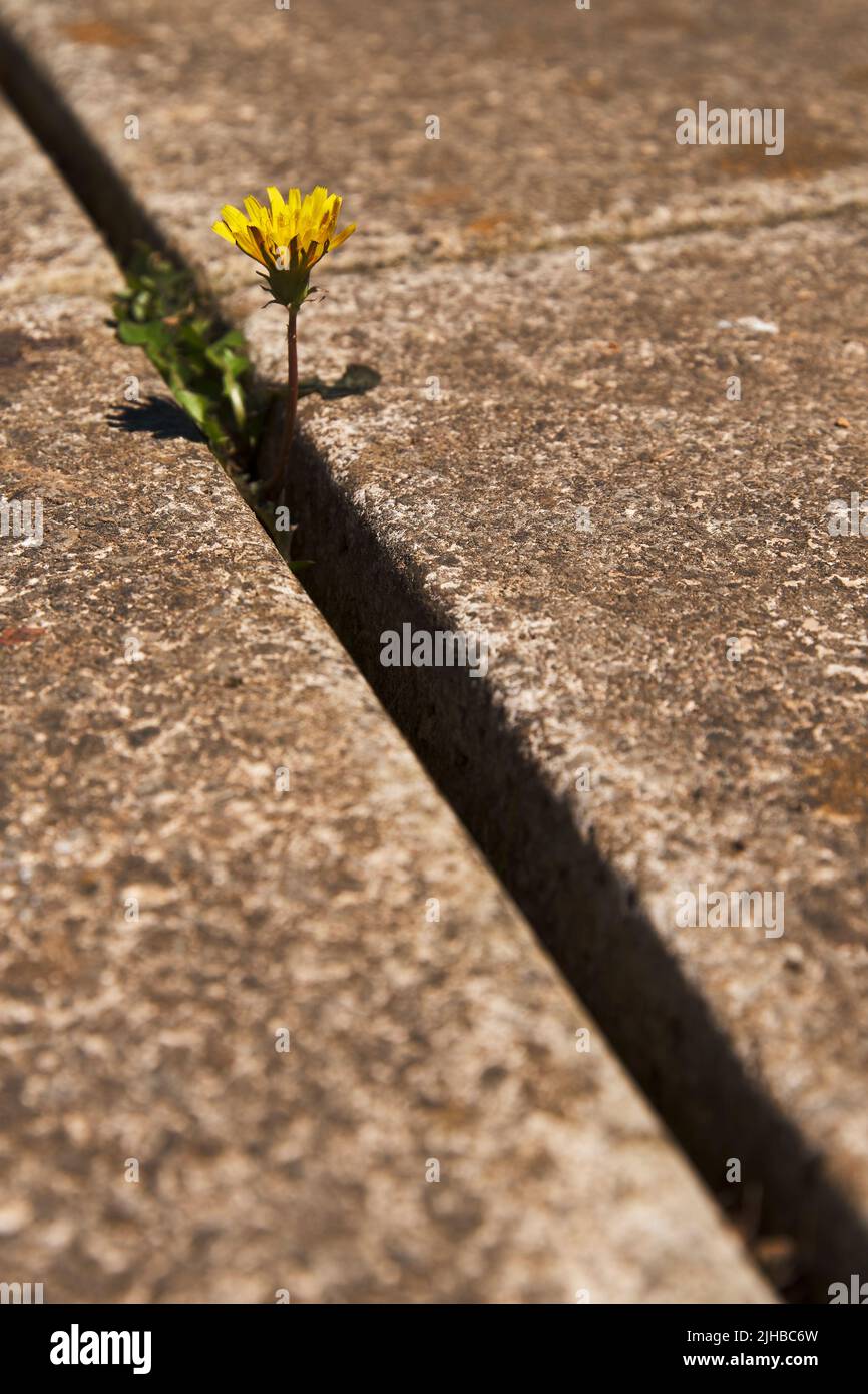 Garden weed in crack/gap/join in paving stones Stock Photo Alamy