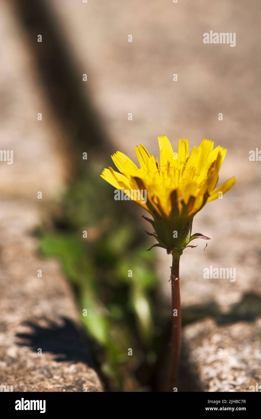 Garden weed in crack/gap/join in paving stones Stock Photo