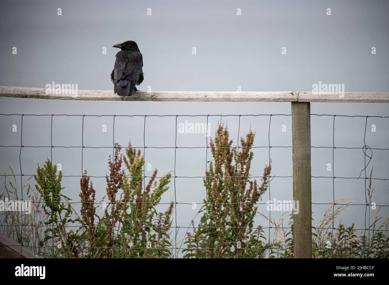 A crow looking out to sea at Morfa Nefyn on the Llyn Peninsula, Gwynneth, Wales. Stock Photo