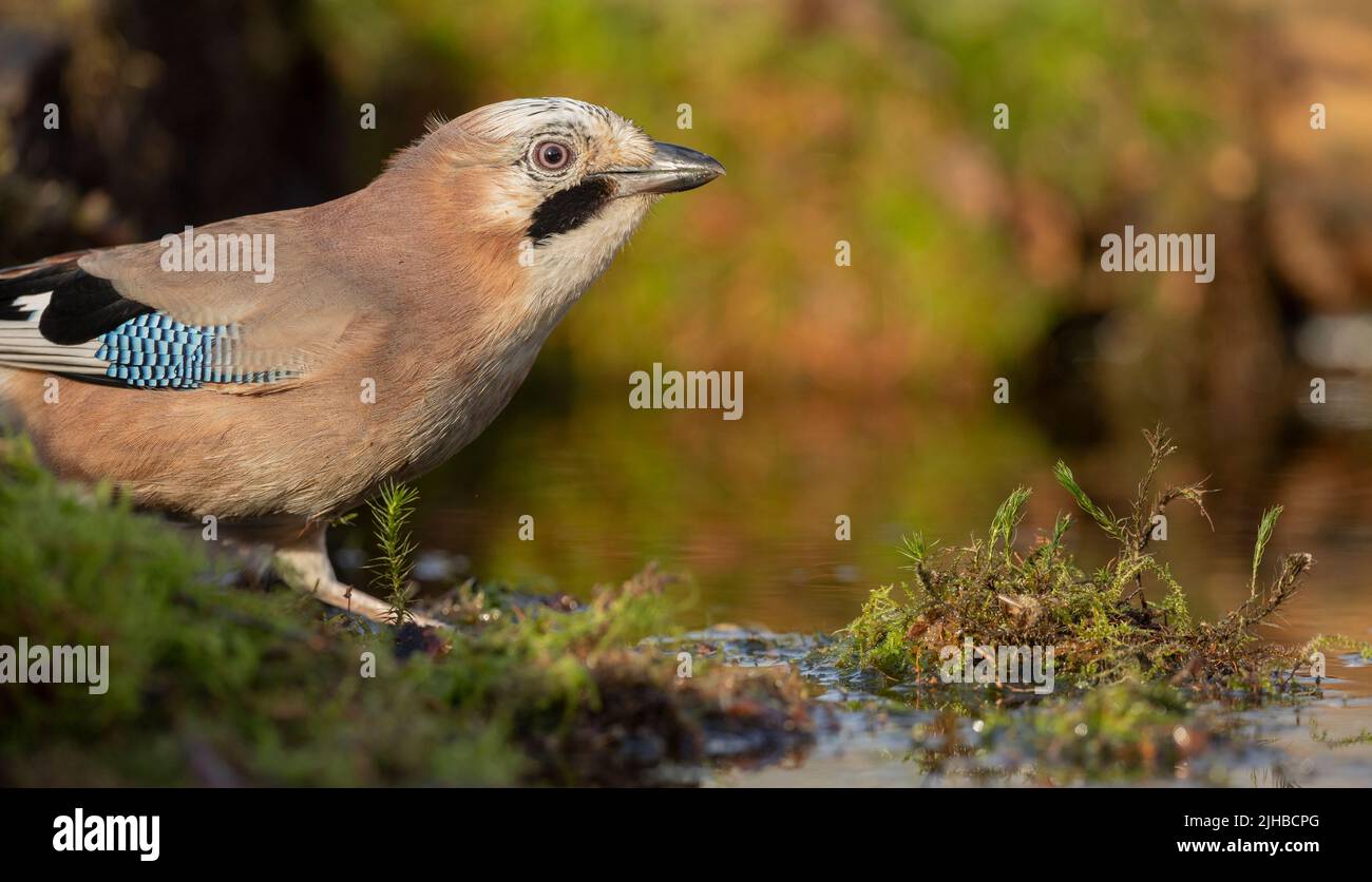close up of a Eurasian Jay Garrulus glandarius about to take a drink from a pond Stock Photo