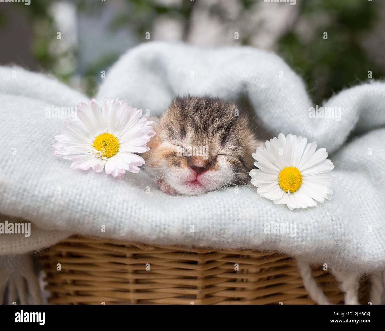 tiny newborn sleeping kitten on a soft blanket between two daisy
