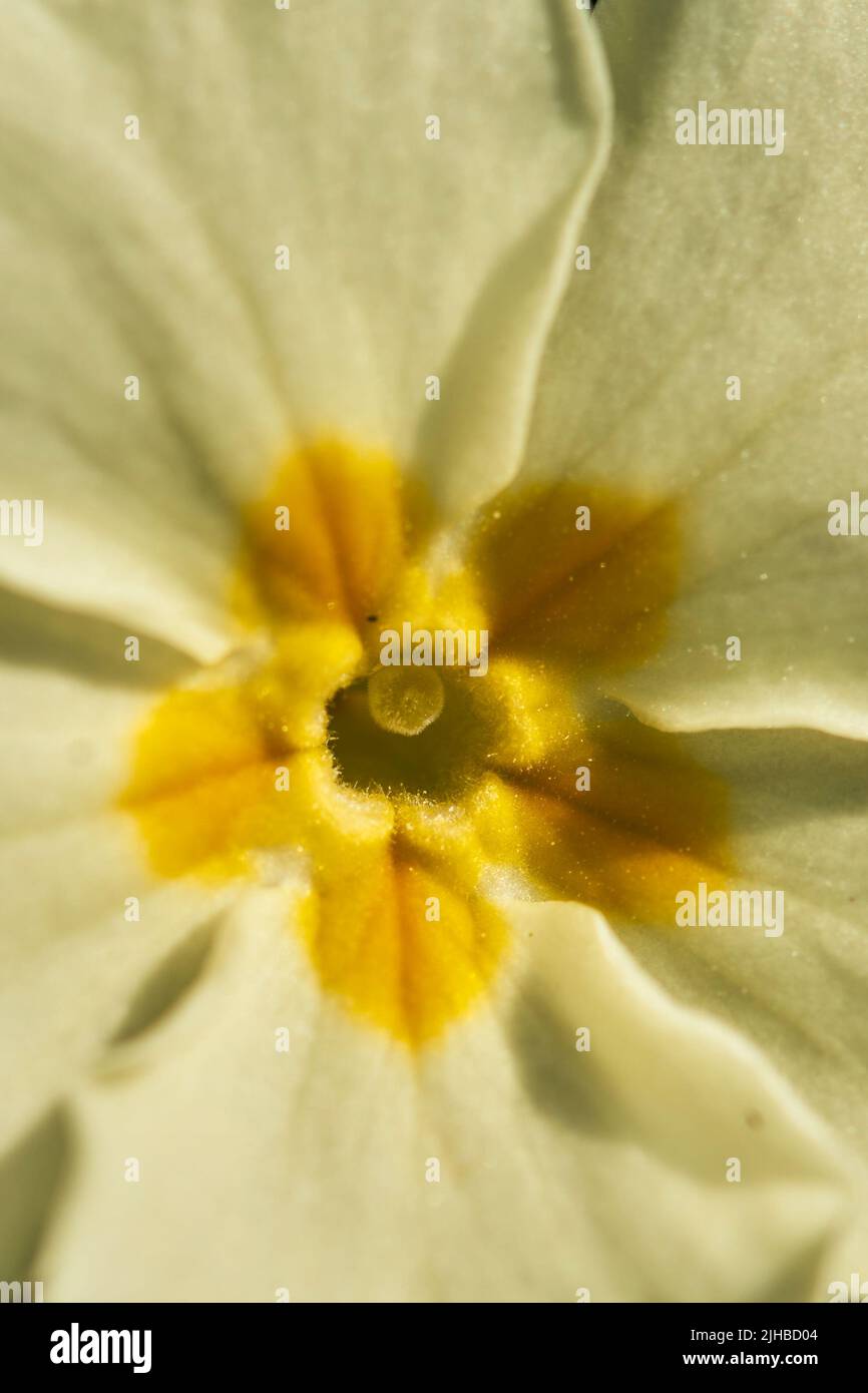 Extreme close-up of a Primrose including the stamen. Primroses are one of the earliest flowers to appear in Spring, favouring wooldand clearings but a Stock Photo