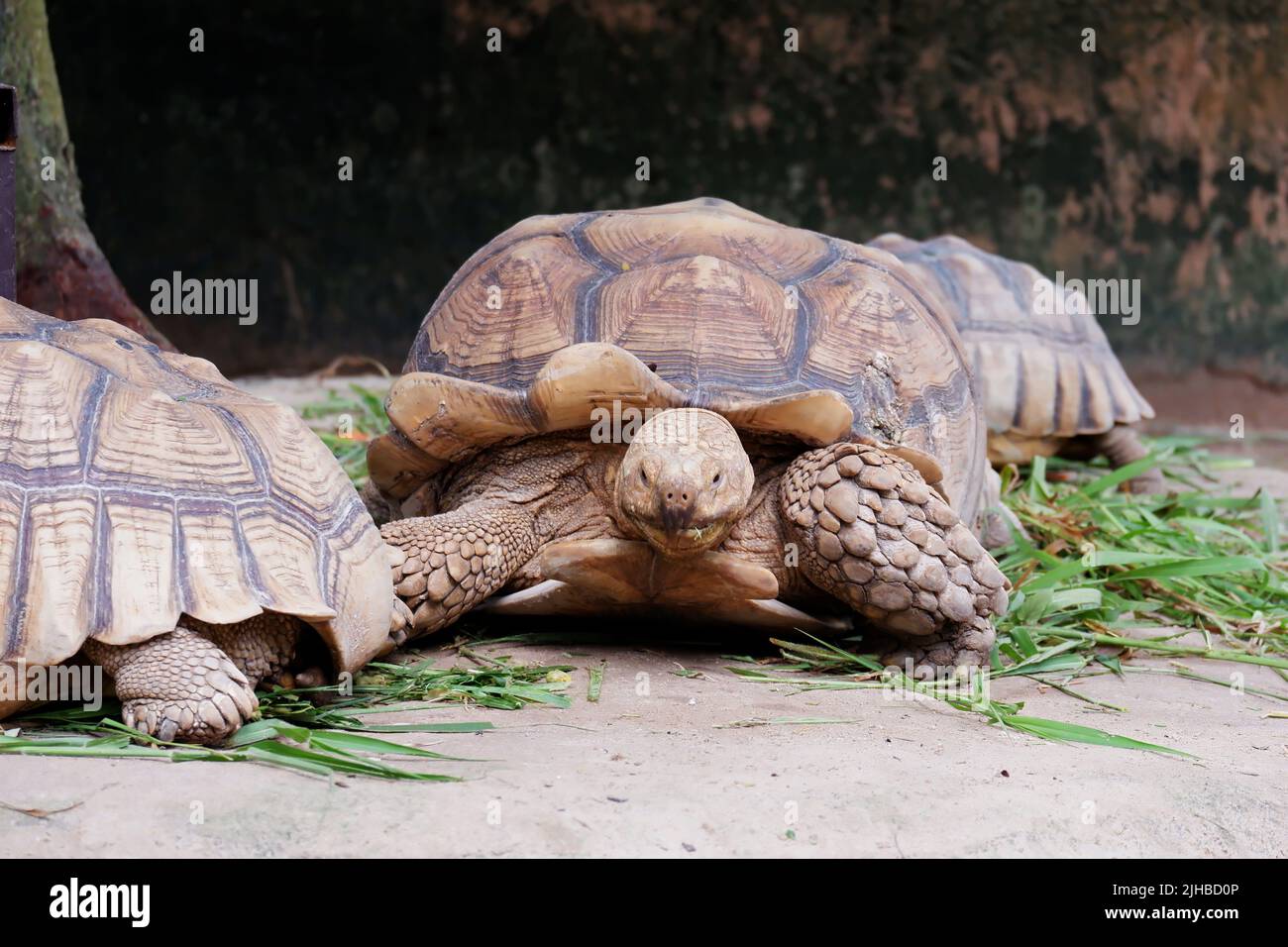 Galapagos giant tortoise It is the largest living turtle Stock Photo