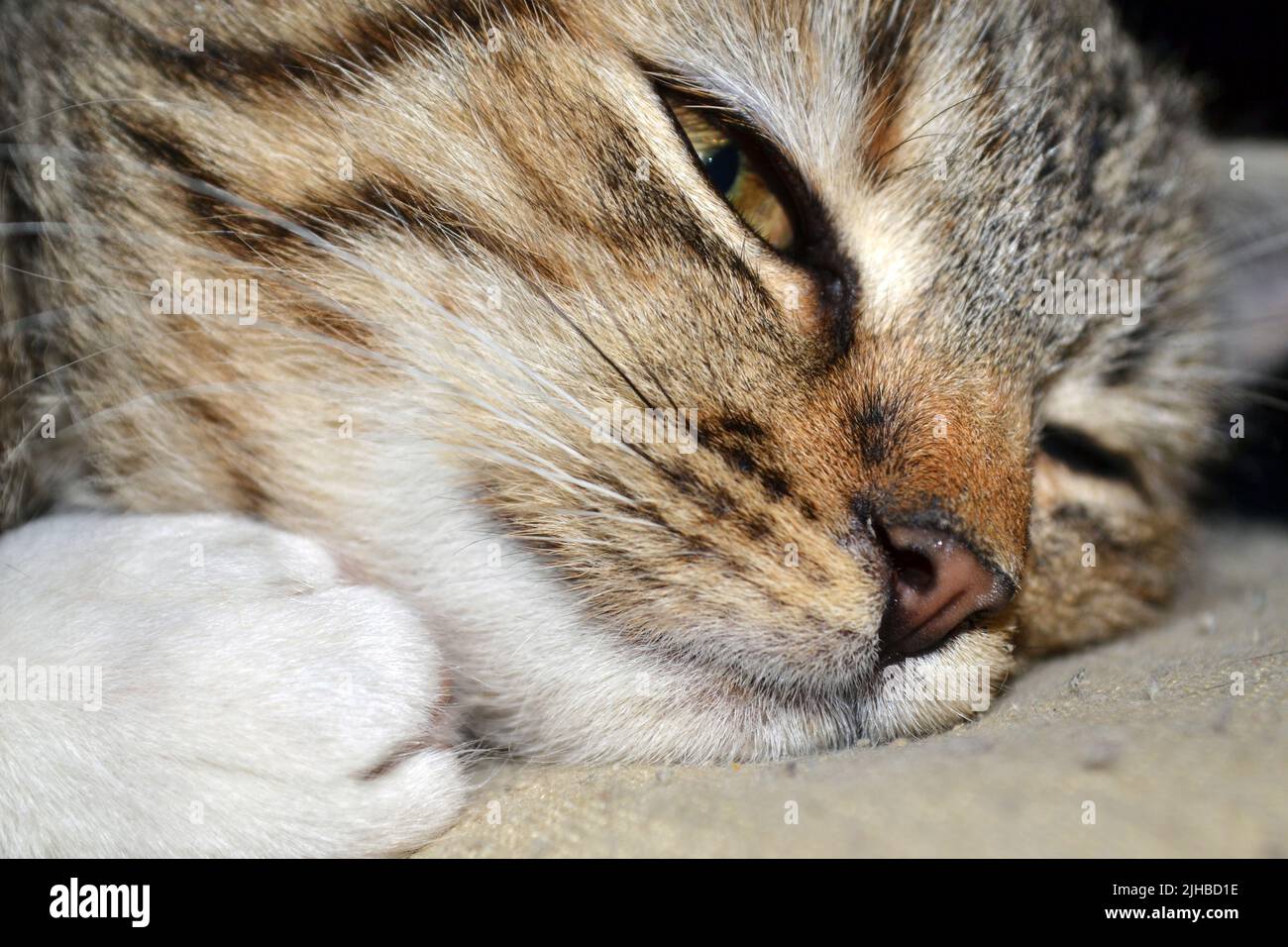 Cat brown nose close up Stock Photo Alamy