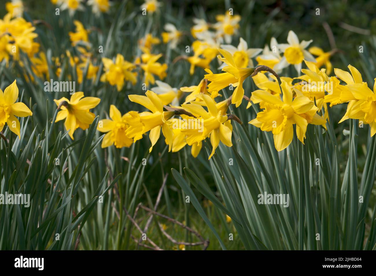 Many daffodil heads in flower during Spring with more fading into the