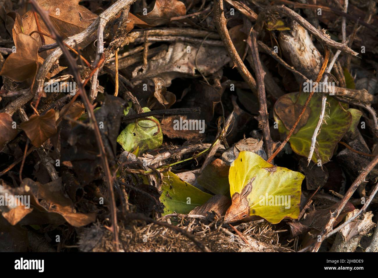Background of dead leaves and twigs in compost heap. Stock Photo