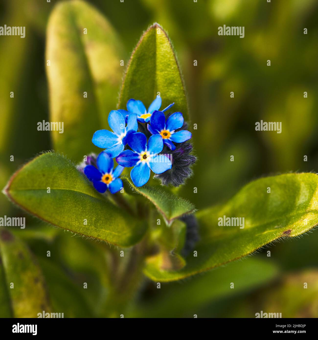 Close-up shot of Forget-me-not (Myosotis sylvatica) and lush green leaves in Spring Stock Photo