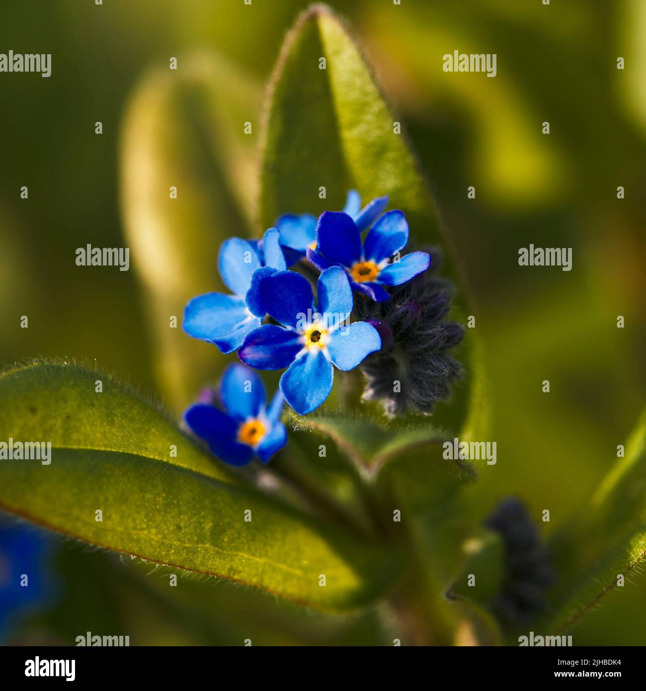 Close-up shot of Forget-me-not (Myosotis sylvatica) and lush green leaves in Spring Stock Photo