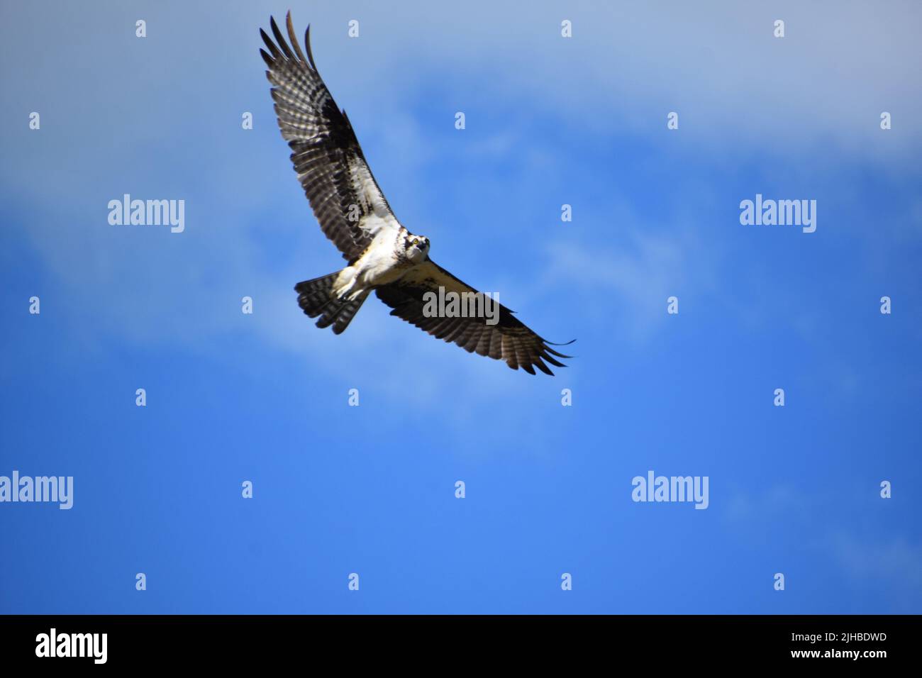 Beautiful osprey with wings spread out in flight on a summer day Stock ...