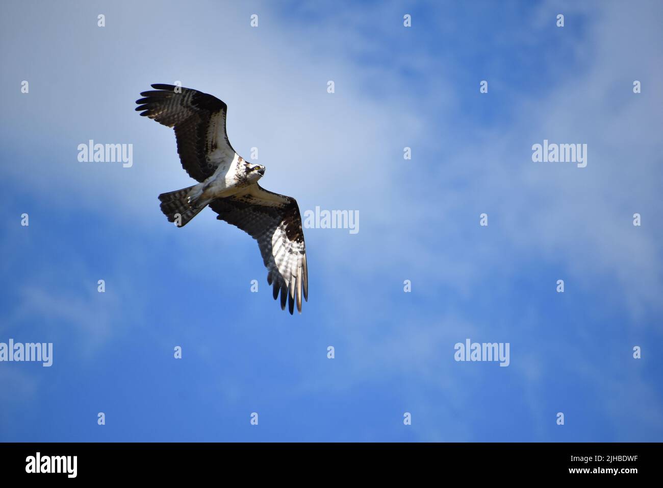 Osprey with striking markings on his wings spread in flight Stock Photo ...