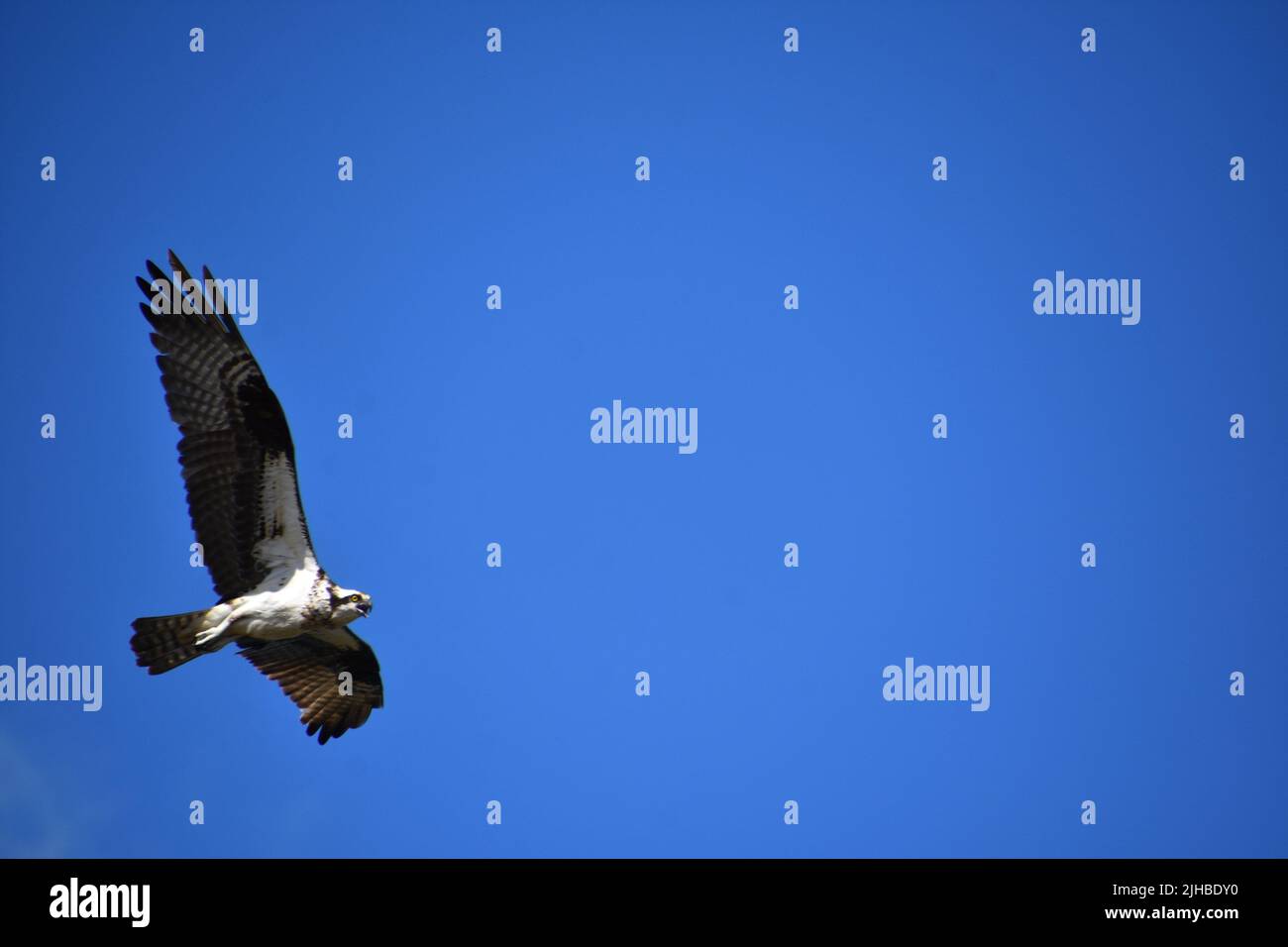Osprey bird flying with feathered wings spread in a blue sky Stock ...