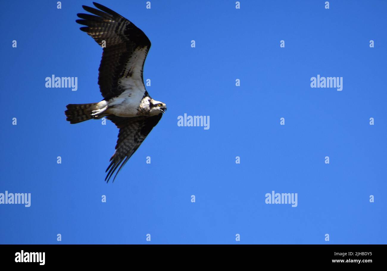 Blue sky with a flying osprey with wings spread wide in flight Stock ...